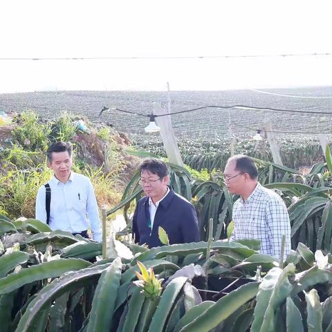 工商银行海南省分行党委书记行长陈友滨一行赴定点帮扶王炸村开展帮扶调研暨捐赠活动