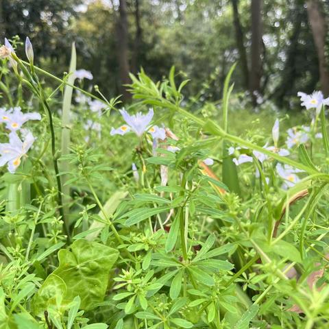 清明粿制作实践活动 一（8）班 胡汀