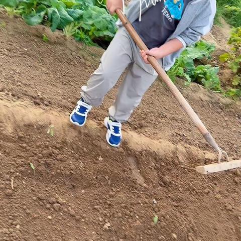 劳动砺心志，实践促成长