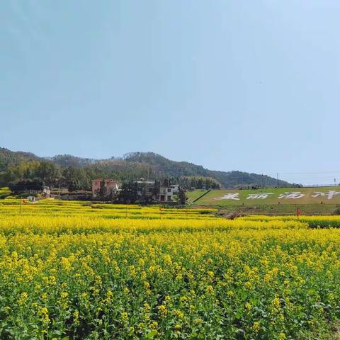 🌸寻找春天之油菜花写生之旅🌼