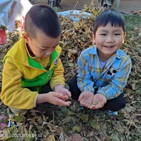 快乐采摘  乐享丰收—— 商城县关爱幼儿园食育活动（三）