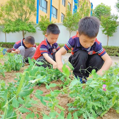 关爱幼儿园食育实践活动—趣探豌豆（八）