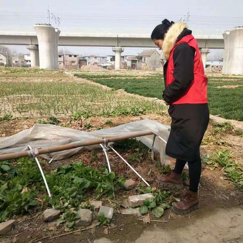 鲁西新区陈集镇朱集社区开展罂粟踏查活动