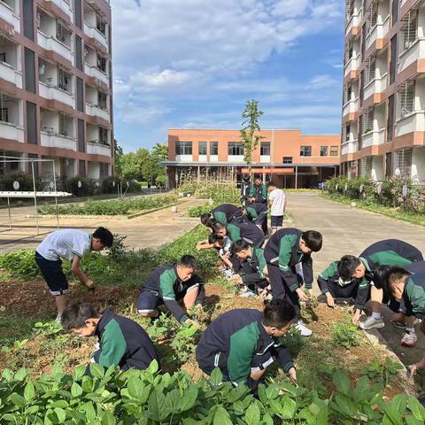 悟劳敦品｜梅溪中学五月劳动周之贤农场拔草活动