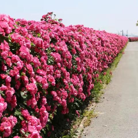 正确选择，收获芬芳