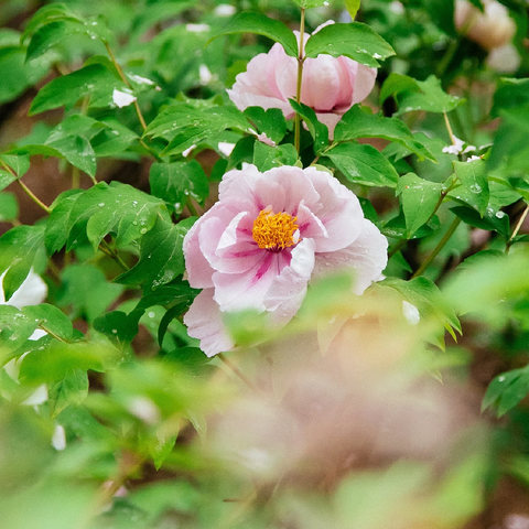 谷雨润万物，春光不可负---小四班 ‍