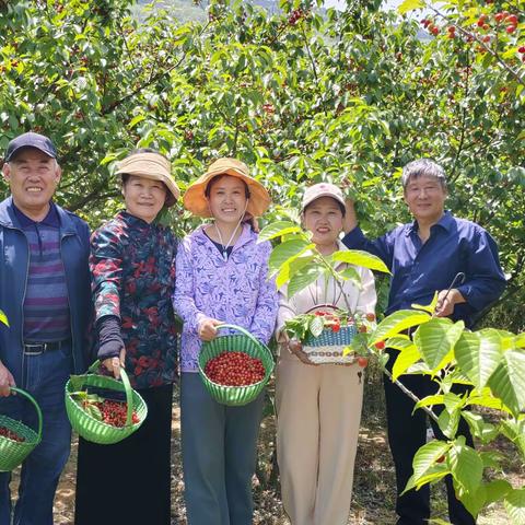 杨家山里的樱珠甜又甜， 同学们连吃带摘乐开颜