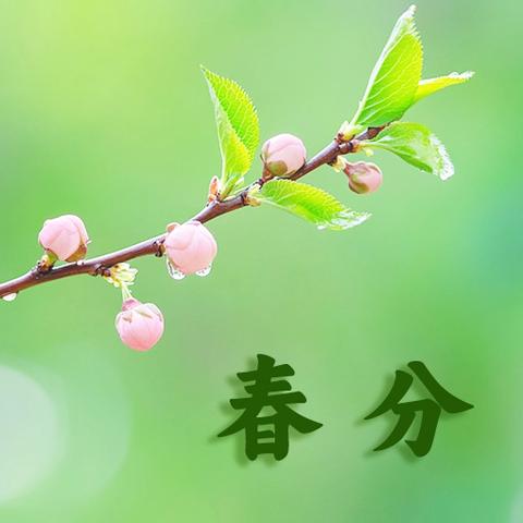 小橡树幼儿园——二十四节气春分主题教育活动