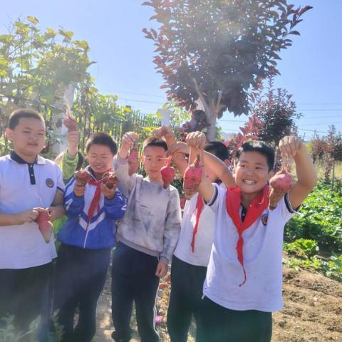 南五十家子蒙古小学劳动实践基地的收获