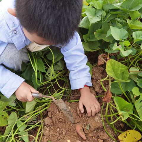 双语学校二年级七班刘哲源