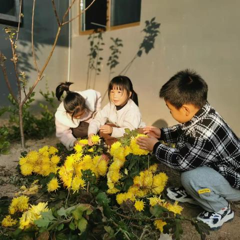 菊花朵朵开