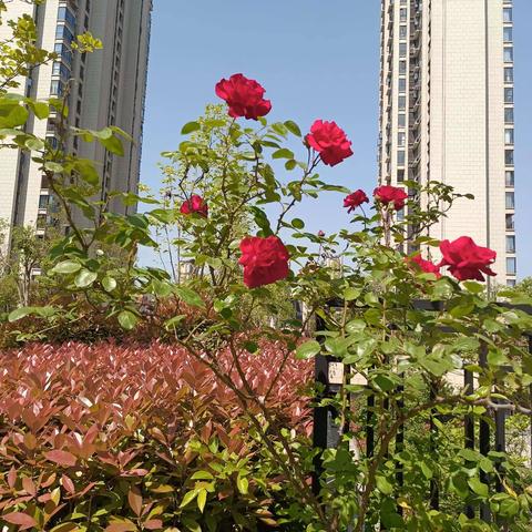 2024年五一劳动节快乐