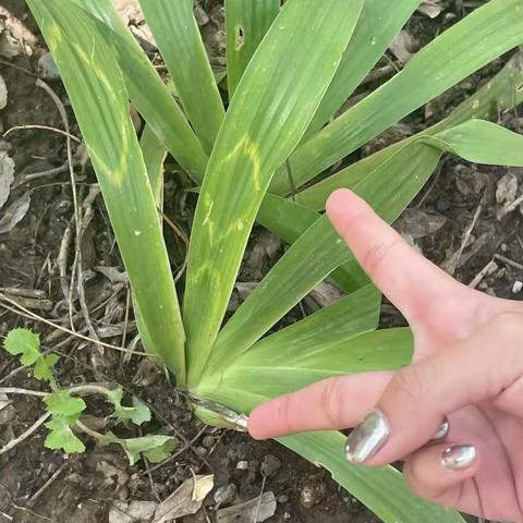 植物病毒病害