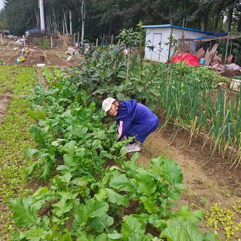 菜园种植实用指南：从入门到收获的技巧与心得