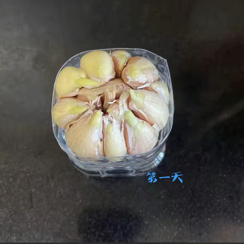 水培大蒜七日观察日记