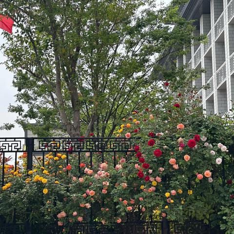 【诗韵流芳】童心映月华 经典永流传 ——行知小学小学五年级语文古诗词大赛