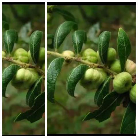 植物实践作业，姓名：黄慧婕