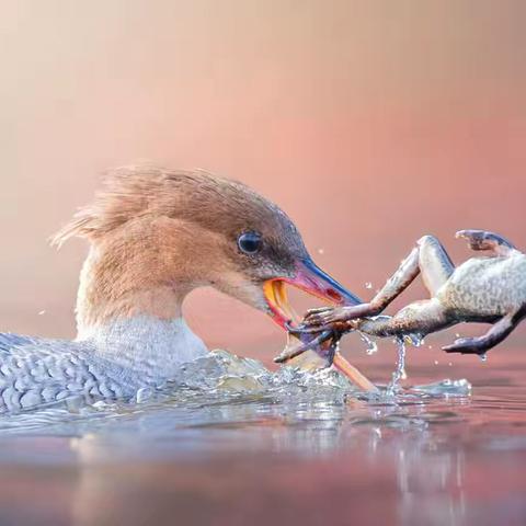 金秋十月🎈秋沙鸭捉🐸记&招募啦～