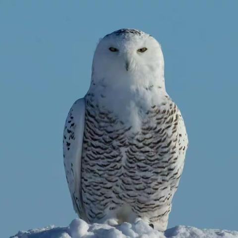 生态摄影招募啦~雪域精灵(王子&公主驾到).雪版雪鸮&大鵟，纵纹腹，5天4晚摄影创作~