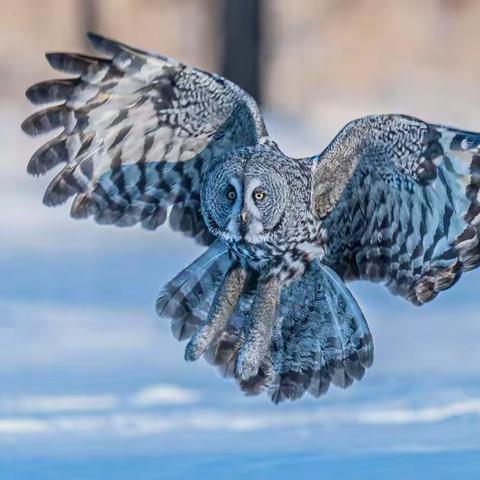 冬季拍鸟生态摄影招募|踏雪寻鸮/花头鸺鹠/花尾榛鸡等/7种共拍4天3晚&火热报名中~