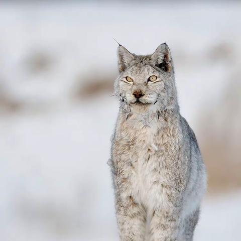 生态行摄|寒地生灵. 雪原鸮影·林深猞猁——5大鸮类+猞猁+雪鹀寒地生态摄影6天5晚【1月31日-2月5日】招募~