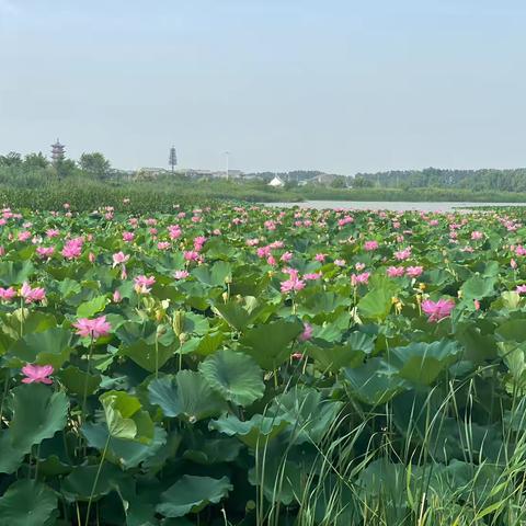 走进濮阳金堤河国家湿地公园 共赏荷花盛开盛景