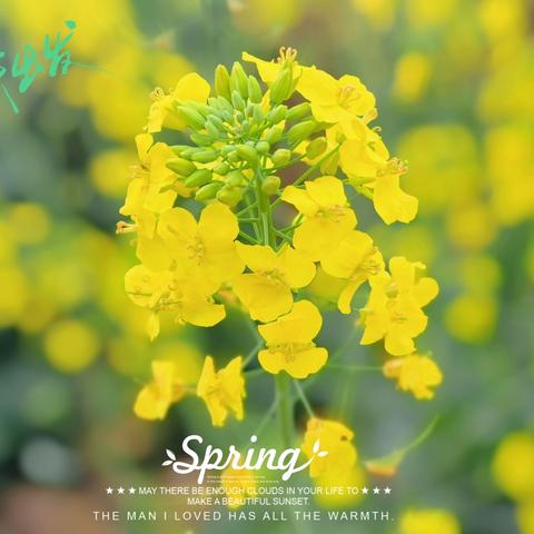 团街·治安第二届油菜花节3月1日启动！等您来→