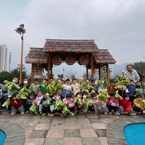 冬遇“白萝卜”——彭水县幼儿园小五班课程故事