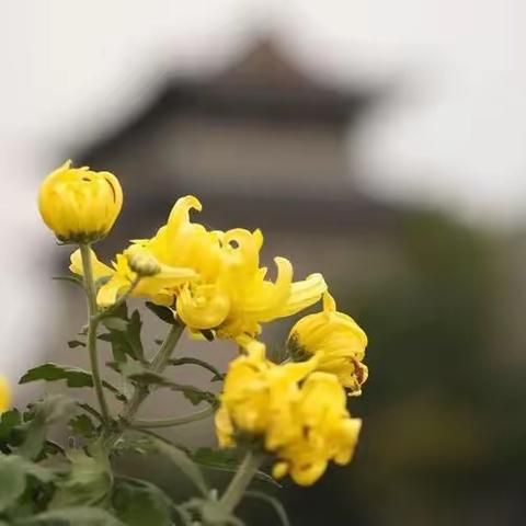 明月共赏，中秋节快乐