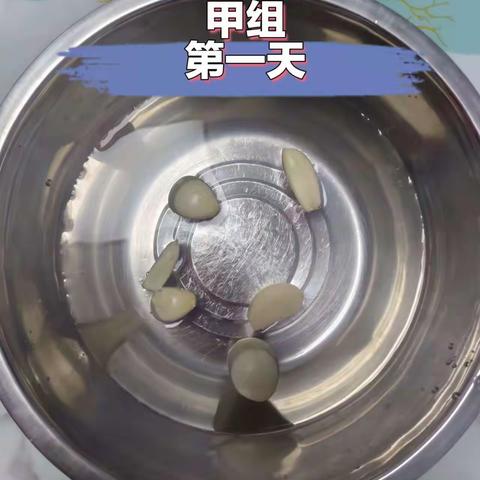 探究光对蒜苗叶绿素形成的影响