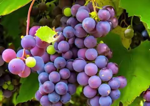 患有肾结石最好少吃这几种水果