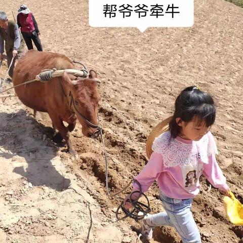 “劳动砺心志 实践促成长”—后桥小学三（2）班同学实践活动