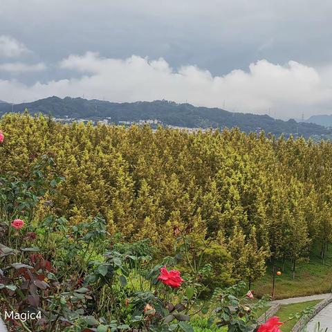 大家好     我是701班    刘君涵