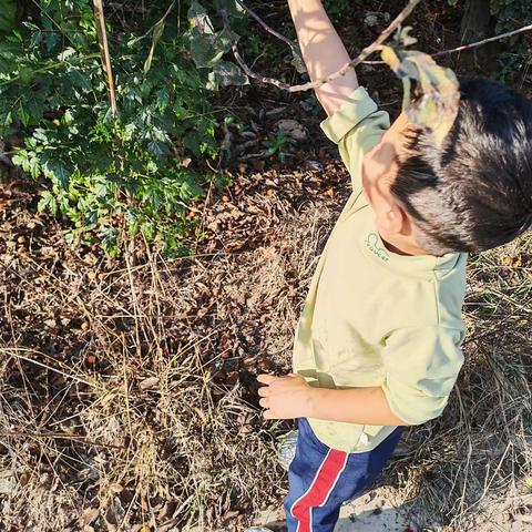 树叶的奇妙之旅——清平镇中心幼儿园代官屯分园中班班本课程