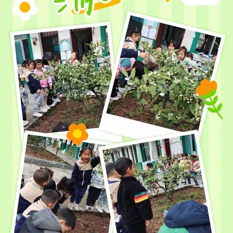 记录幼儿园快乐生活———大一班4月主题“柳绿春来”🌄