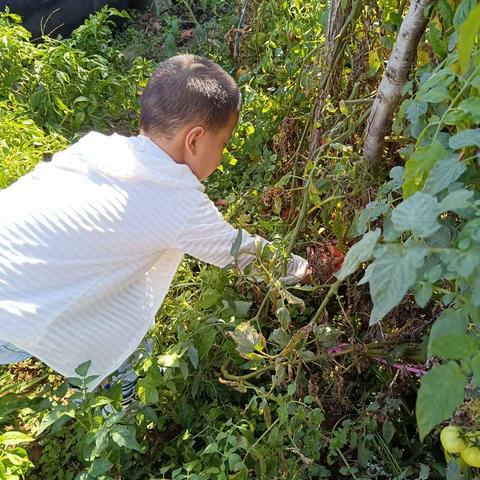 秋天的果实，收获的季节 莱州市双语学校 一年级10班 初宇宸