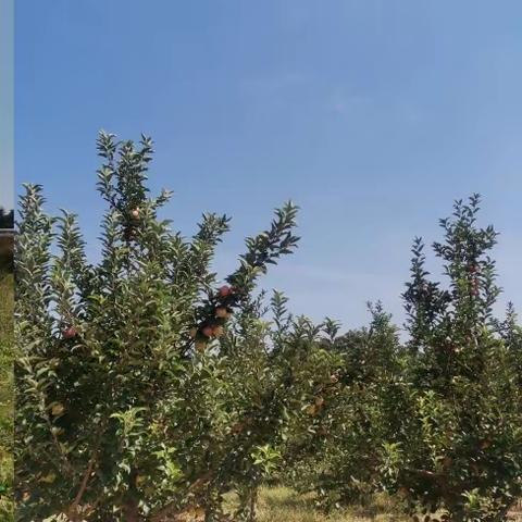 双节庆丰收，收获喜悦，“薯”我快乐！