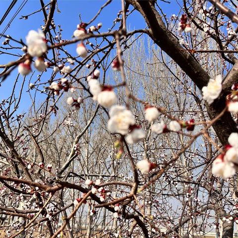 “春日好，正是读书时”--蓟州六小小高老师3月份总结