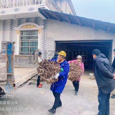 朱坑镇开展松材线虫病除治攻坚行动（3月13日）