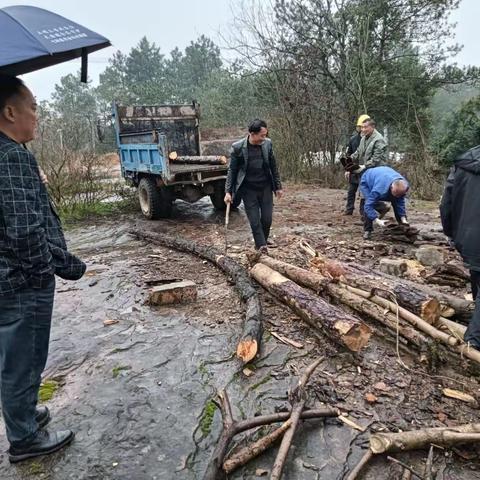 朱坑镇开展松材线虫病除治攻坚行动（3月15日）