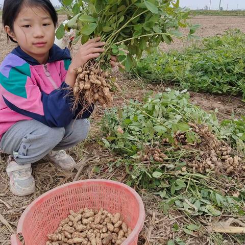 劳动光荣，五年级五班樊梦瑶。