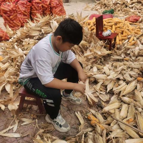 华龙区实验小学五年级一班霍森淼 中秋、国庆假期，回家帮助爷爷奶奶收玉米～～