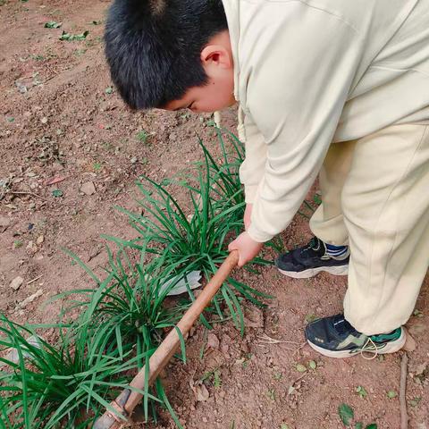五一劳动节：在劳动中感受生活的温度 二年级七班 邓奕鸣