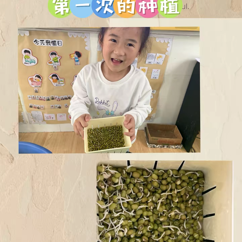 湘东镇黄堂幼儿园中班——《遇见豆豆》班本课程