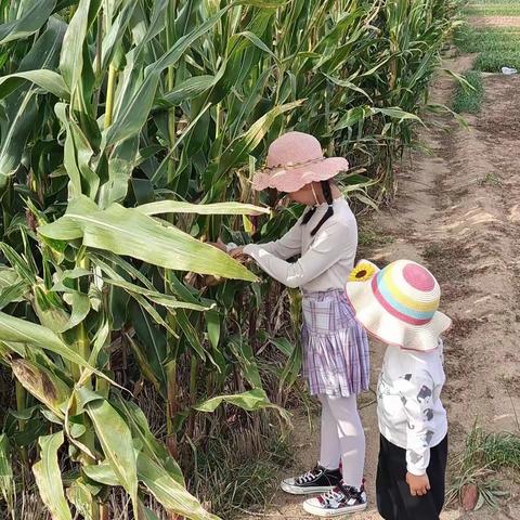 “庆丰收促和美” 双语小学二年级八班邱夕恩劳动实践活动