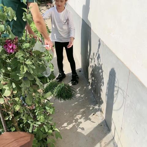 走进小菜园，体验劳动的快乐，收获的喜悦