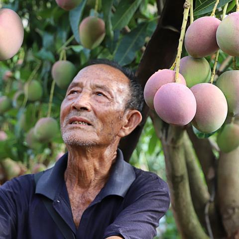 华坪石龙坝镇龙泉村芒果采风活动