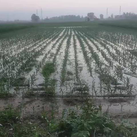 雨后刘八楼