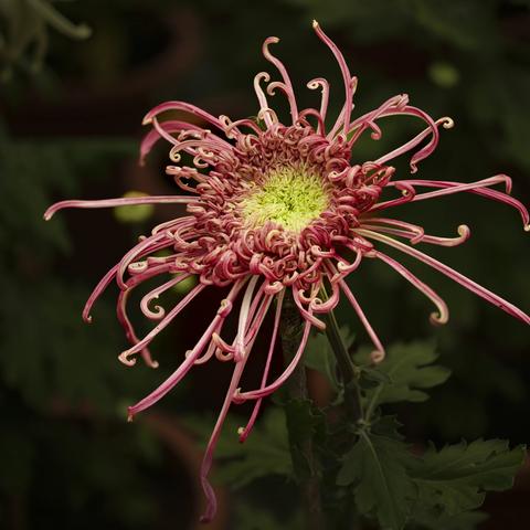 用微距镜头拍摄菊花的实践