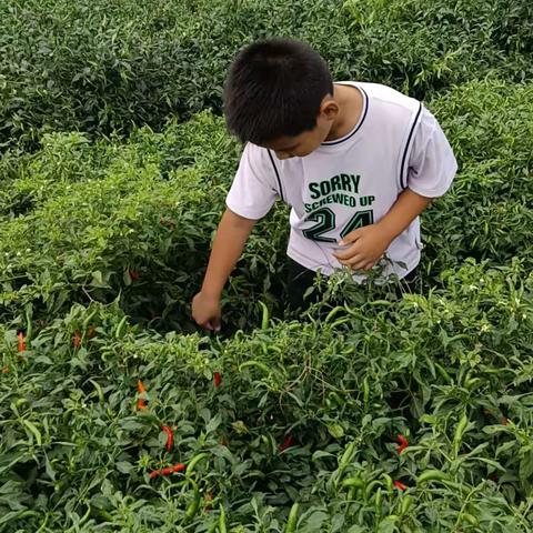 华龙区实验小学—五年级一班 张程 迎中秋 庆国庆 劳动实践